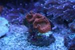 Big polyps blastomussa coral