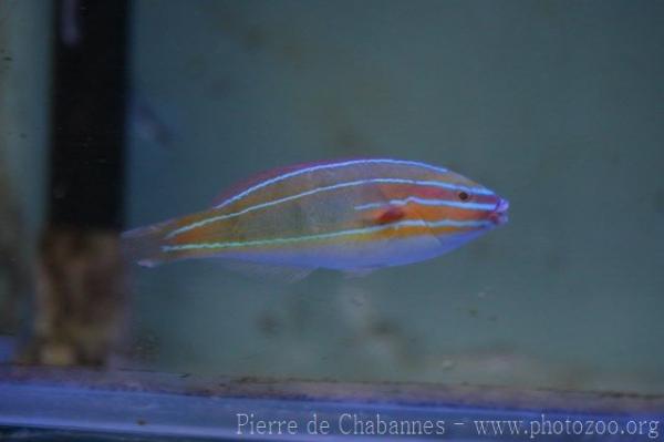 Three-lined rainbowfish