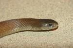 Common mulga snake