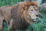 East-African (Nubian) lion
