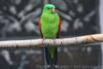 Red-winged parrot