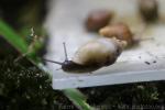 Polynesian tree-snail