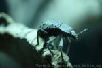 Frégate island giant beetle
