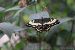 Emperor swallowtail