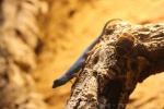 Williams' dwarf gecko