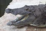 West African crocodile *