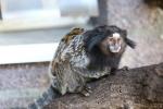 Black tufted-ear marmoset