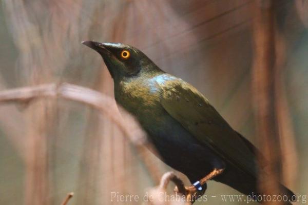 Lesser blue-eared glossy starling