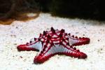 Red knobbed sea-star