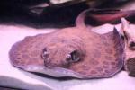 Red-blotched river stingray