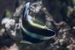Threeband pennantfish