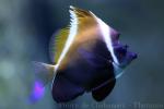 Horned bannerfish