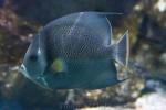 Grey angelfish