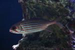 Reef squirrelfish
