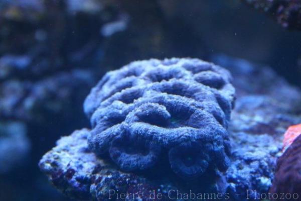 Maxima cup coral