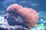 Smallteeth flowerpot coral