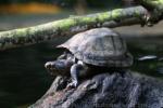 White-lipped mud-turtle