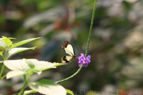 Mocker swallowtail
