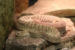 Uracoan rattlesnake