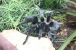 Brazilian black tarantula
