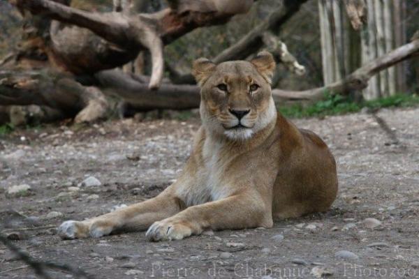 East-African (Kalahari) lion