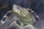Chinese stripe-necked turtle