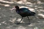Puna ibis