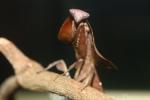 Triangle dead-leaf mantis