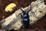 Deer-horned stag beetle