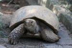 Burmese brown tortoise