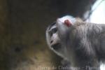 Northern pig-tailed macaque