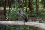 Indochinese sarus crane