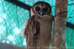 Sri-Lankan brown wood-owl