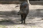 Indochinese wild boar