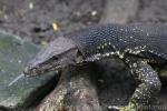 Marbled water monitor