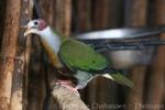 Yellow-breasted Fruit-dove