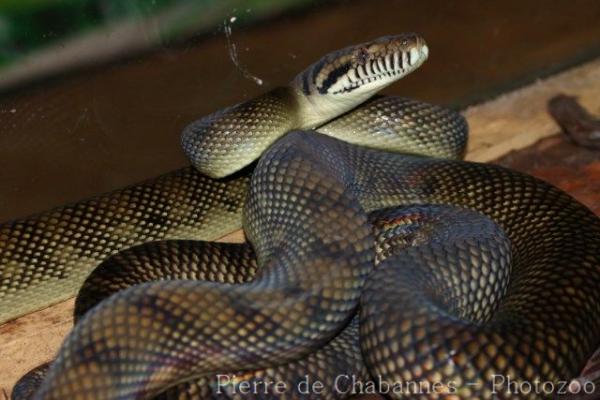 Halmahera python