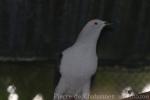 Elegant imperial pigeon