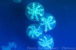 Common upside-down jellyfish