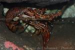 Long-legged spiny lobster