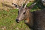 South Chinese goral