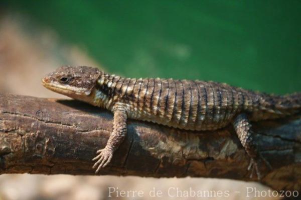 East African spiny-tailed lizard