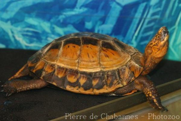 Indochinese box turtle