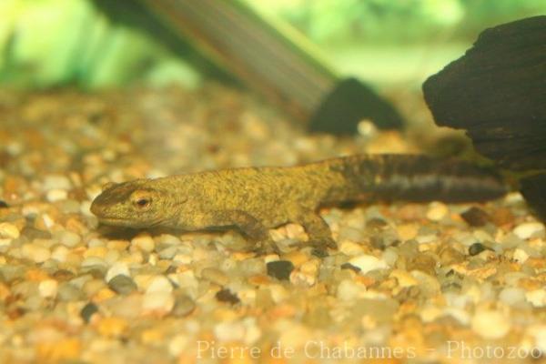 Spot-tailed warty newt