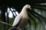 Pied imperial-pigeon