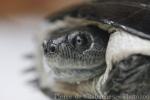 Adanson's turtle