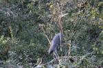 European purple heron