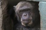 Long-haired chimpanzee