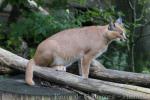 Southern caracal