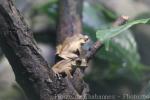 Borneo eared frog